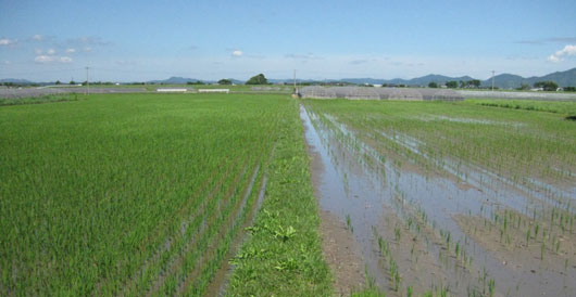 水田比較