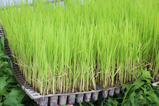 小池自然栽培米 ポット苗