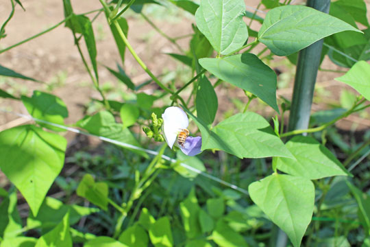 自然栽培四角豆蜂受粉