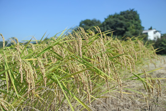 自然栽培米旭×亀の尾収穫